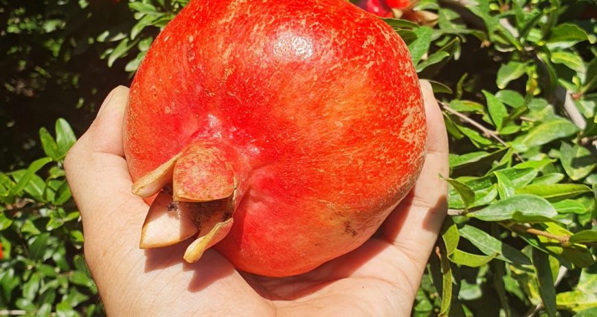 Carota Global olarak, özenle seçilmiş, sulu ve aromasıyla fark yaratan narlarımızı dünya sofralarına taşıyoruz. Her tanesi kalite kontrol süreçlerimizden geçerek en iyi formda sunulur.